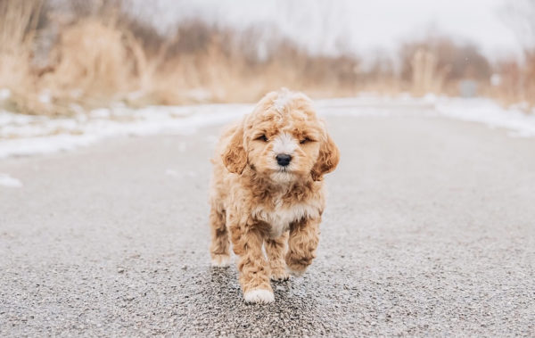 About The Goldendoodle Breed - Maple Hill Doodles - Ohio