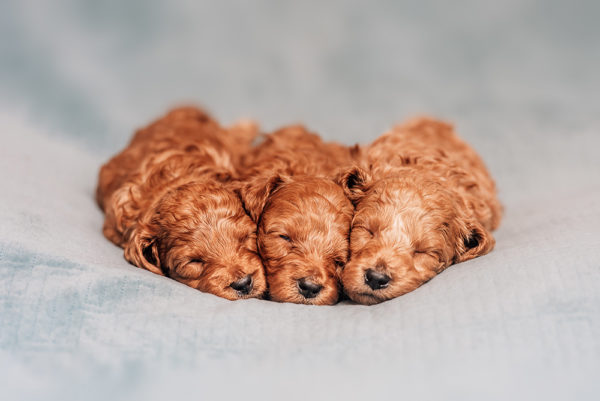 newborn GoldenDoodle puppies here at Maple Hill in Ohio