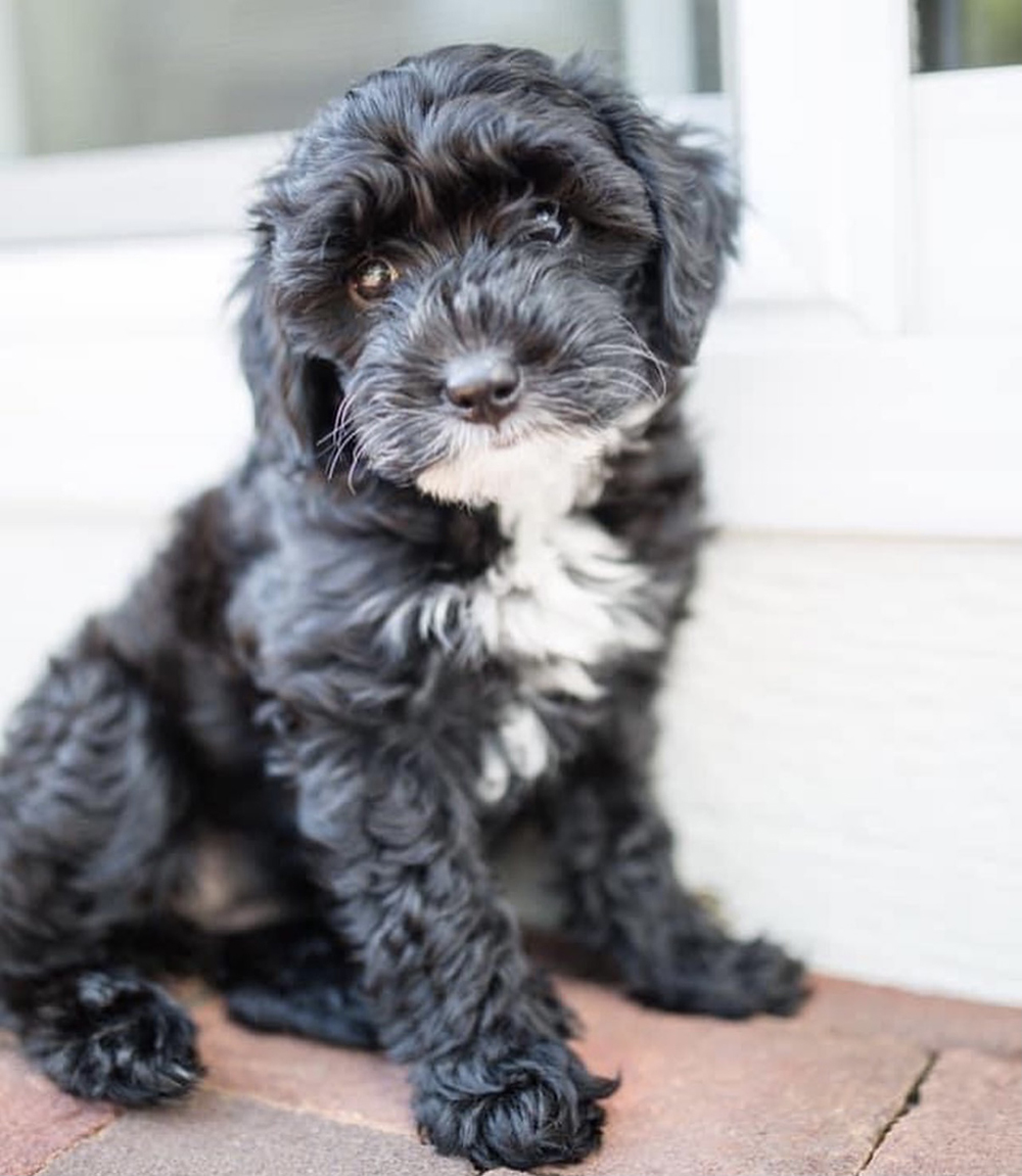 sweet black white cavadoodle puppy adoption homework