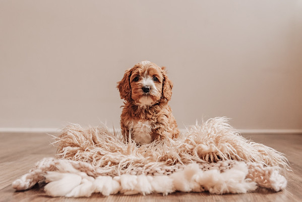 puppy white fuzzy rug