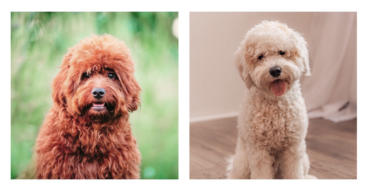 Ember and Tobi mini Goldendoodles