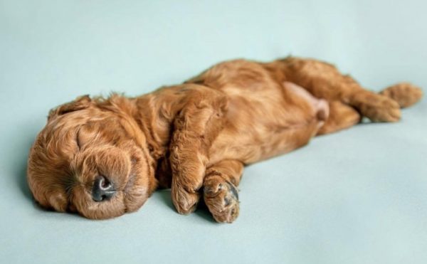 sleeping goldendoodle puppy guardian block