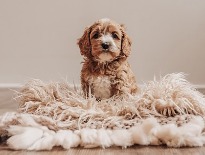 Petunia Cavapoo red guardian dog