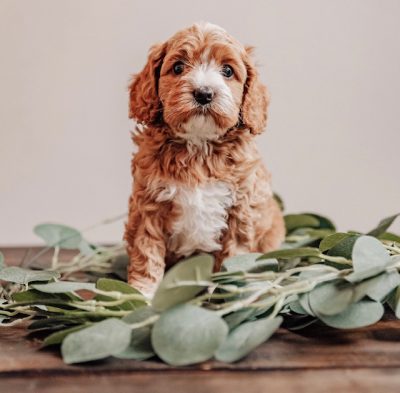 About The Goldendoodle Breed - Maple Hill Doodles - Ohio