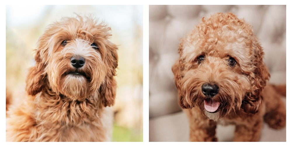Hazel n Harry hazel n harry cavadoodle