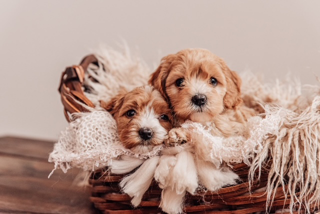 no waiting list cavapoo puppies