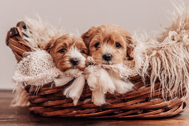 puppy pair in basket