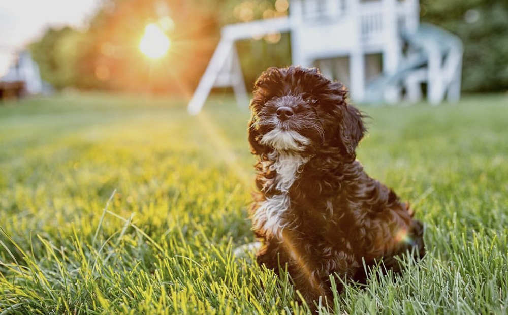 cavapoo puppy backyard sunset