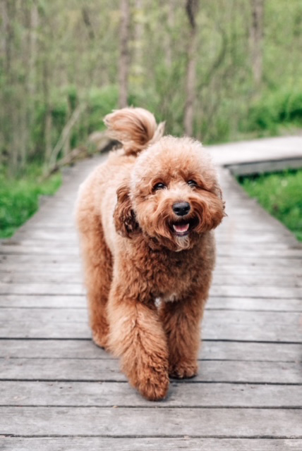 Mini Goldendoodle puppies