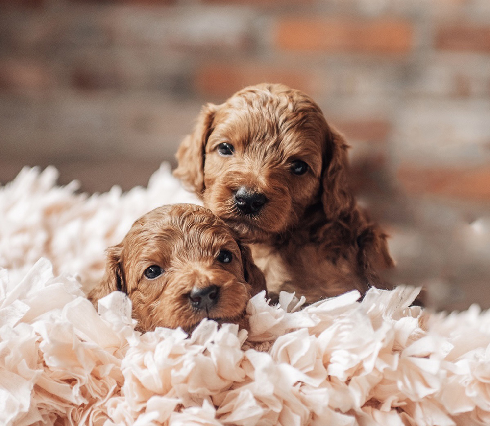 Goldendoodle and best sale mini goldendoodle