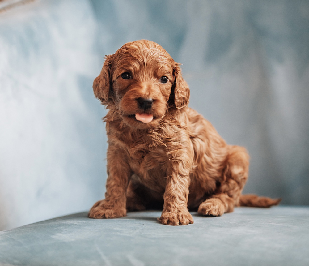 mini goldendoodle puppy tongue