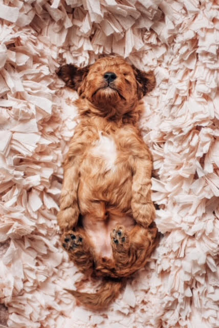 snoozing goldendoodle puppy
