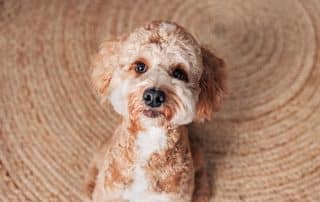 Pearl Cavapoo debunking myths