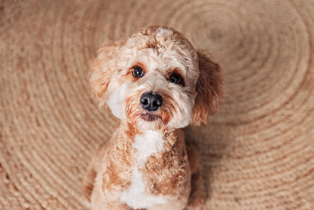 Pearl Cavapoo debunking myths