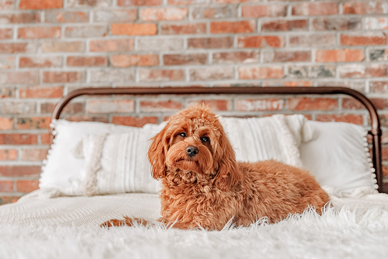 annie cavapoo lolling on bed