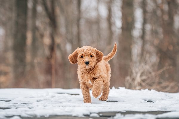 cavapoo puppy snow