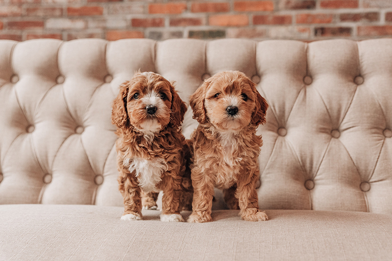 puppy pair upholstery greeders