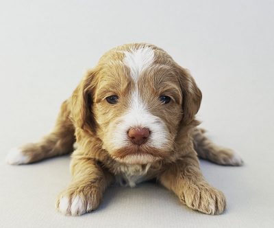 Annabelle n Tobi 4 nov 2022 pink collar girl mgd blue collar boy golden doodle apricot white wavy nov 2022 annabelle n tobi