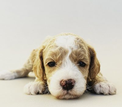 yellow collar boy mini goldendoodle annabelle n tobi nov22 red collar boy golden doodle apricot white wavy curly nov 2022 annabelle n tobi