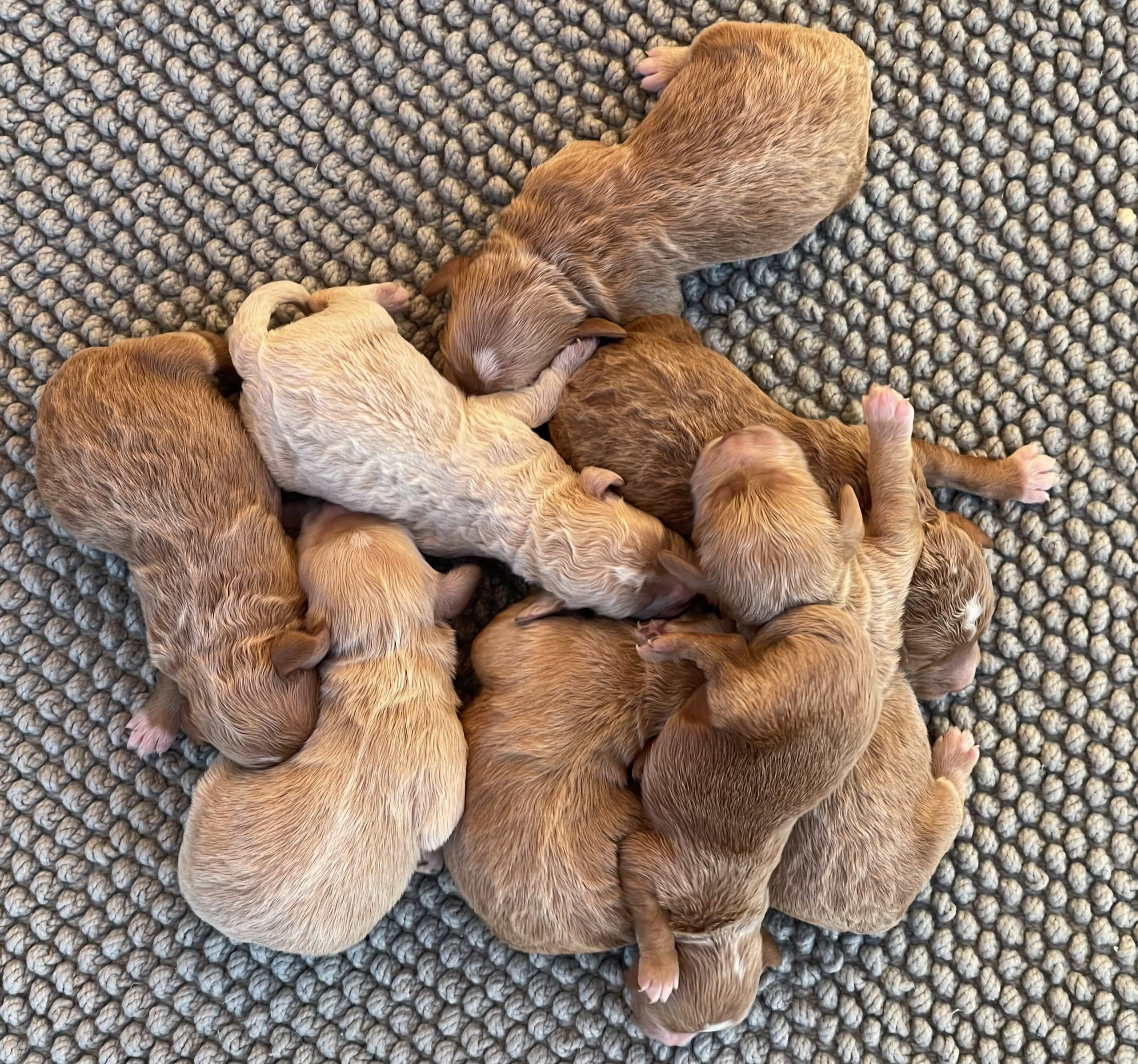 goldendoodles ember n tobi mar2023 goldendoodles ember n tobi mar23