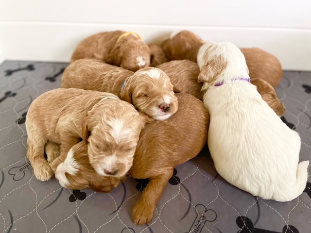 Betty n Alfie CavaDoodle 05082023 popup newborn CavaDoodles Betty n Alie may2023