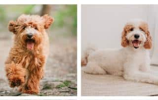 Hazel n Lenny CavaDoodle