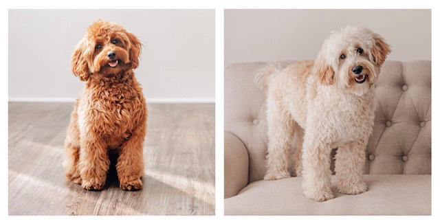 Lucy n Milo Goldendoodle