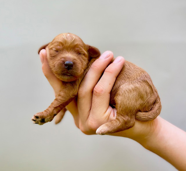 gilbert goldendoodle may24 ember n Milo