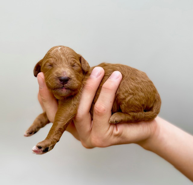 larry goldendoodle may24 ember n milo