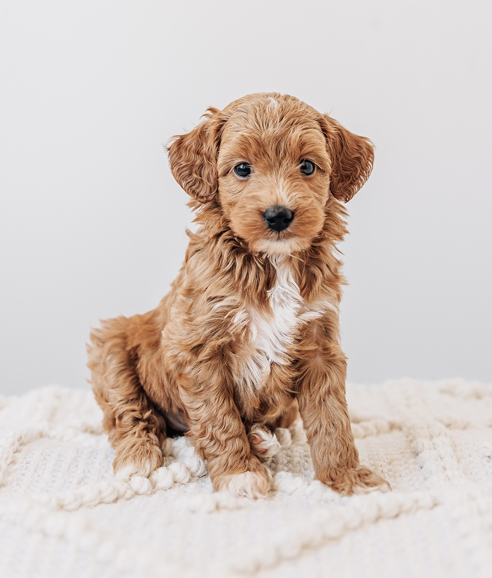 abby Goldendoodle mGD Trudy n Milo update