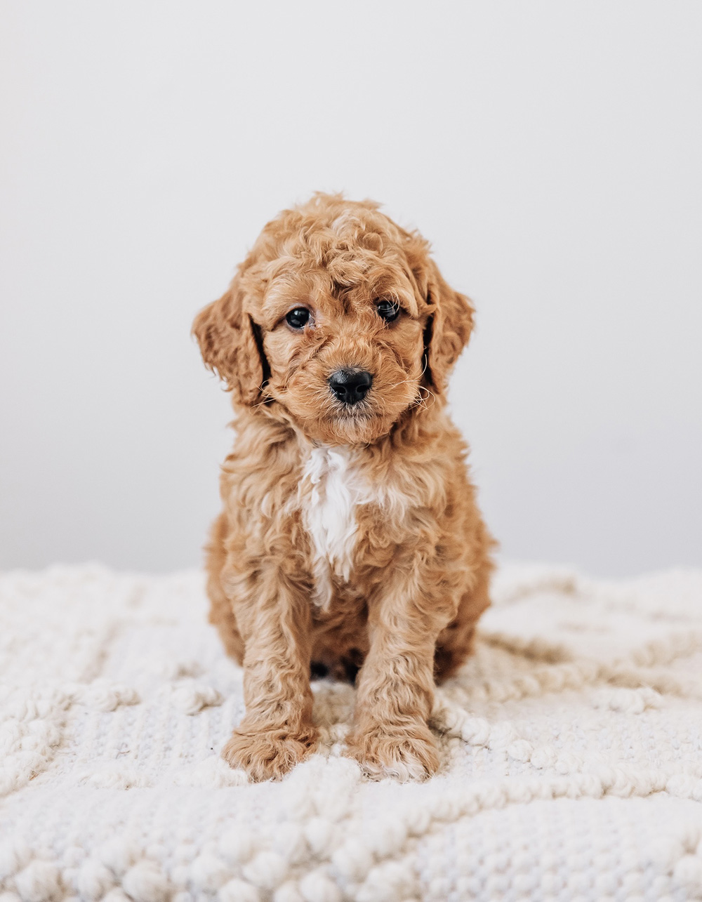 larry goldendoodle may24 ember n milo