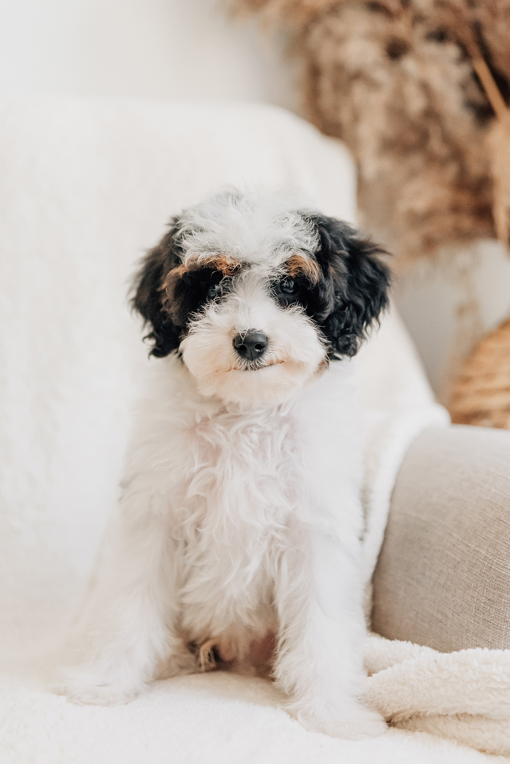 Barney Cavapoo 