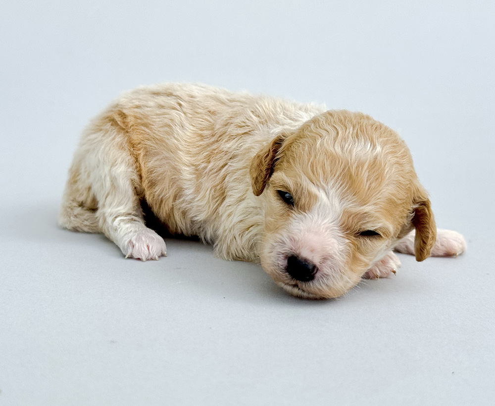 Chester 042425 Violet n Alfie Chester Cavapoo Violet n Alfie 042525