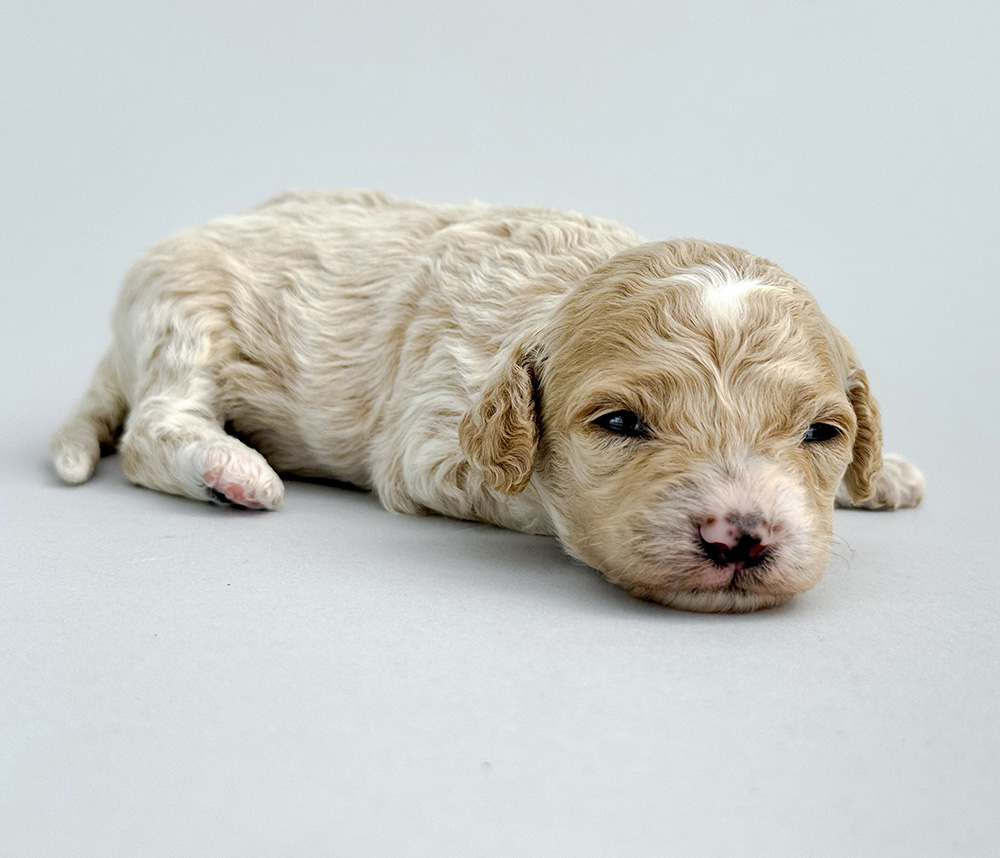 Dottie mar242025 Violet n Alfie Dottie Cavapoo Violet n Alfie 040425