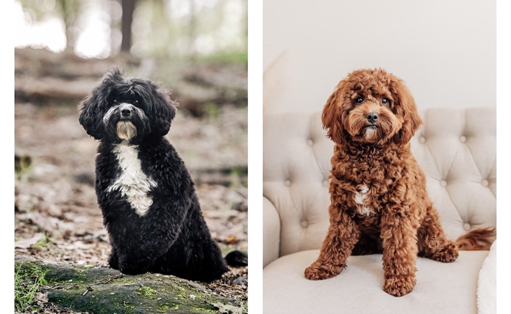Lola n Stewie Cavapoo Lola n Stewie Cavapoo
