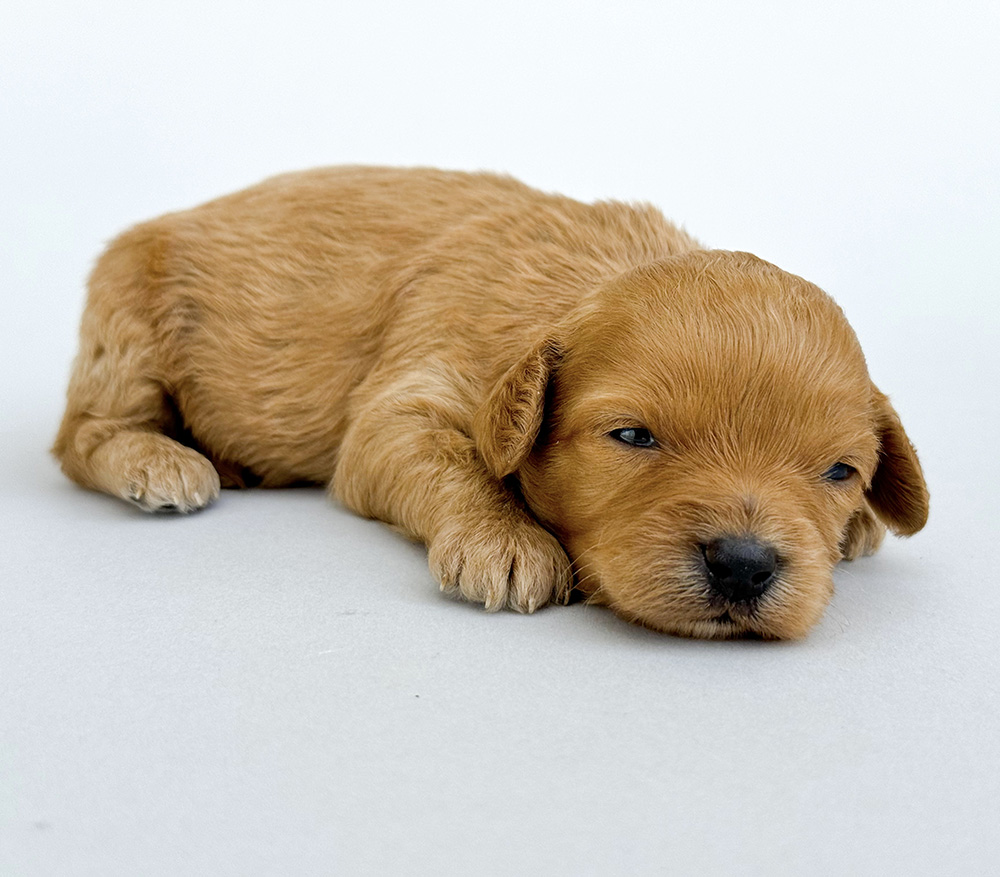 Vivian Cavapoo 032425 Violet n Alfie Vivian Cavapoo Guardian Violet n Alfie red wavy