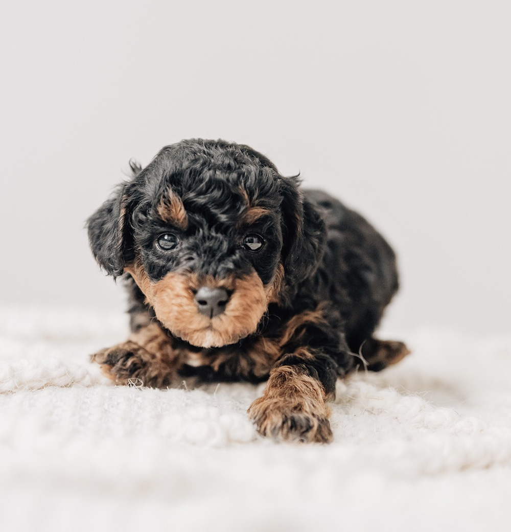 Arthur Cavapoo 041825 Lola n Stewie Chester Cavapoo Violet n Alfie 042525