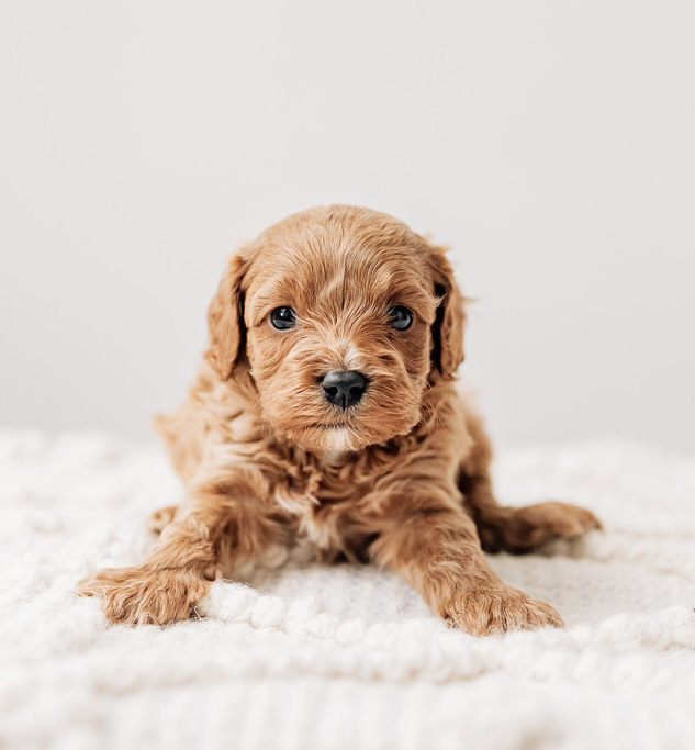 Calvin Cavapoo 041825 Lola n Stewie Dottie Cavapoo Violet n Alfie 040425