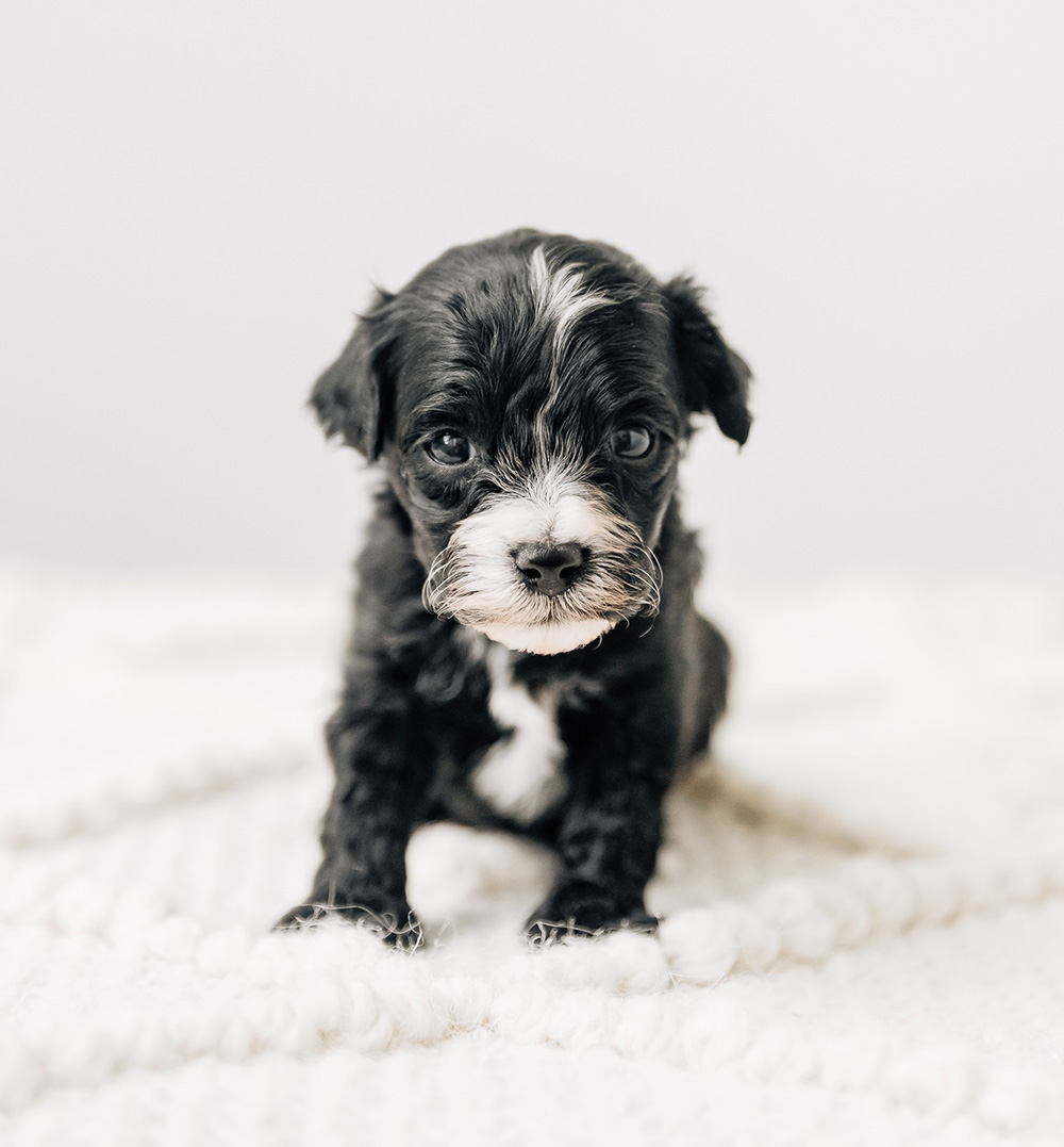 Henry Cavapoo 041825 Lola n Stewie Reggie Cavapoo 040425 Violet n Alfie