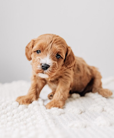 Lulu Cavapoo 041825 Lola n Stewie Vivian Cavapoo Guardian Violet n Alfie red wavy
