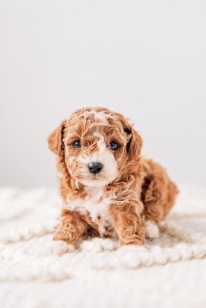 Ruthie Cavapoo 041825 Lola n Stewie Vivian Cavapoo Guardian Violet n Alfie red wavy
