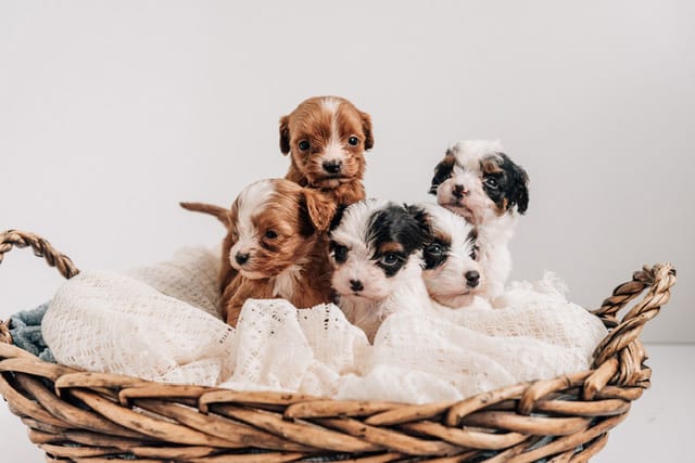Violet n Alfie basket of new cavapoo puppies