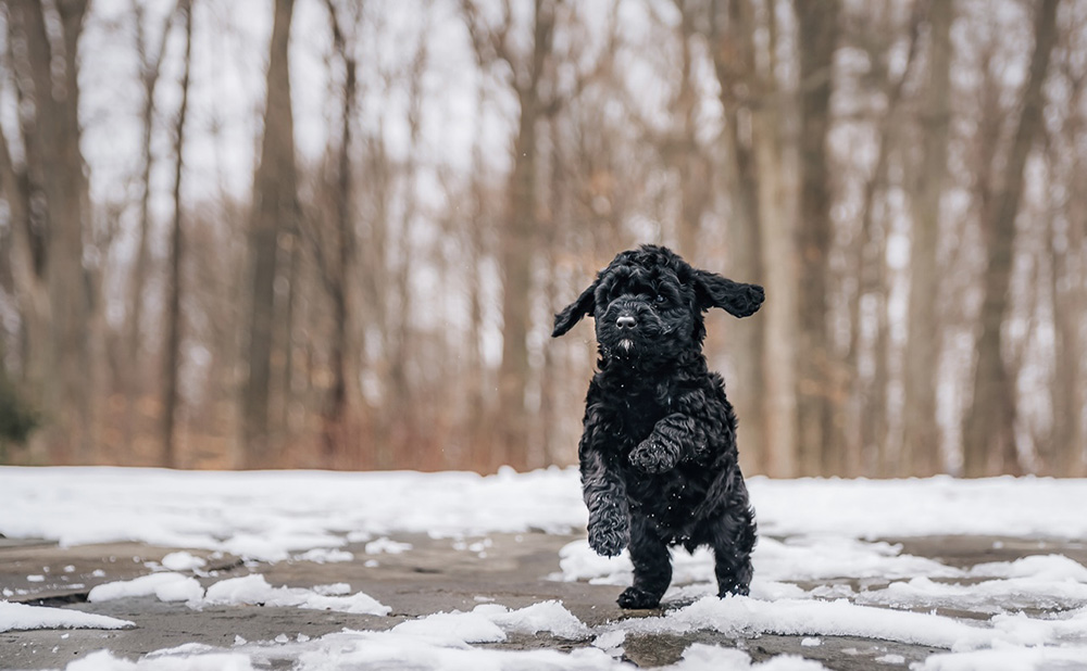 Black Cavapoo running in snow black cavapoo running in snow