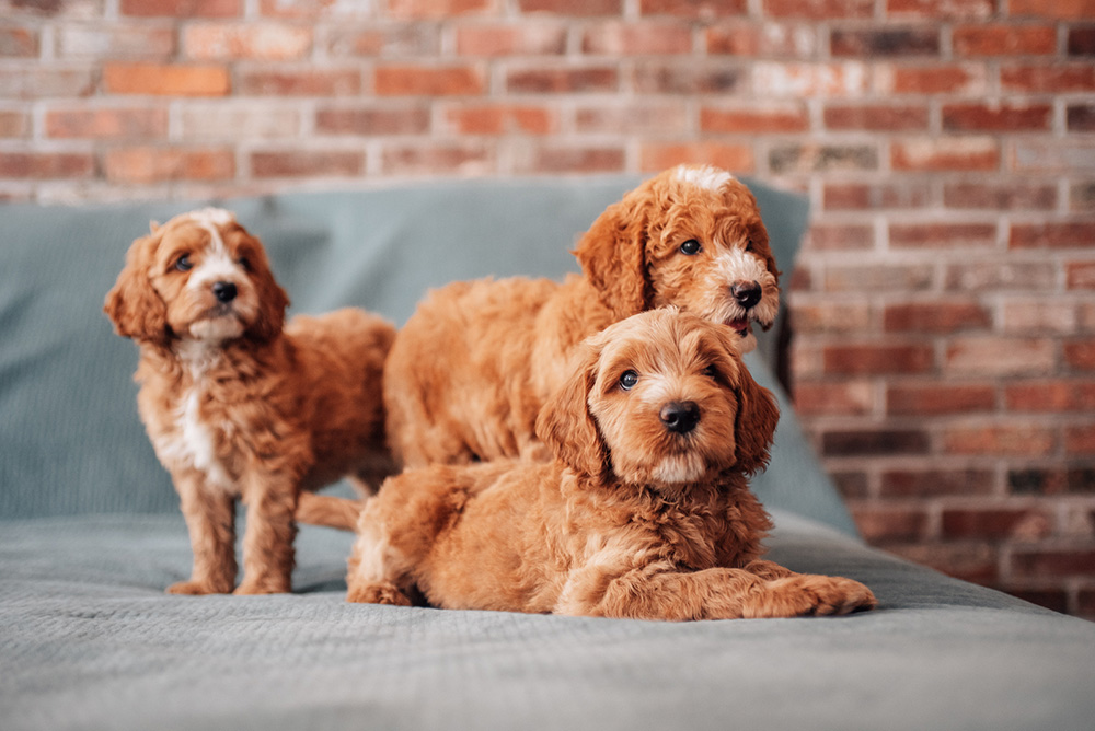 get off the bed new puppies cavapoo get off the bed you pups