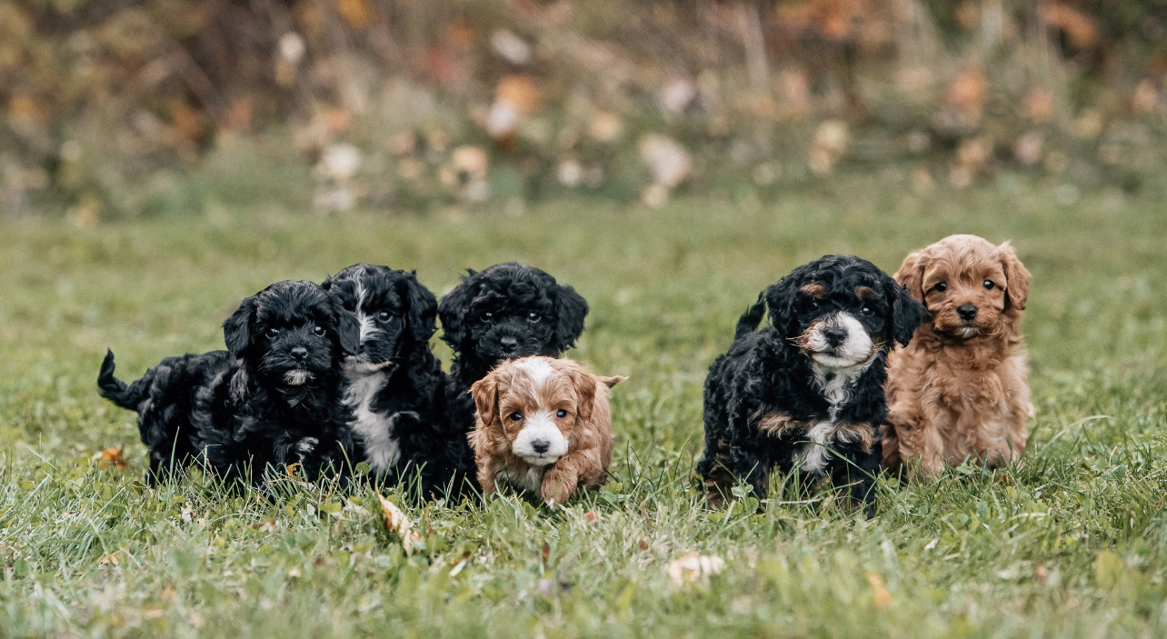 potty training new puppies new puppies potty training