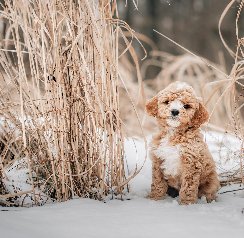 snow new puppy cavapoo edited A puppy blues