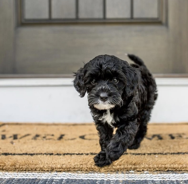 housebreaking new black cavapoo puppy housebreaking new puppy