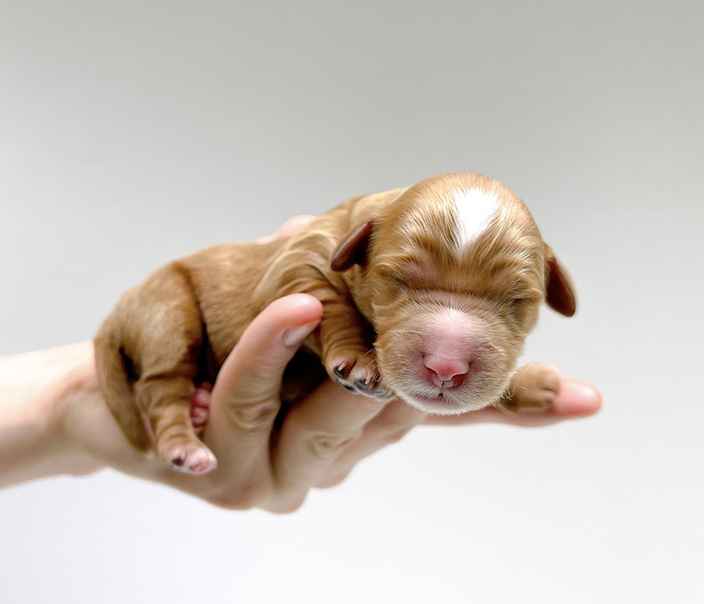 Kevin 050825 trudy n milo mGD Archie mGD 050825 Trudy n Milo red wavy