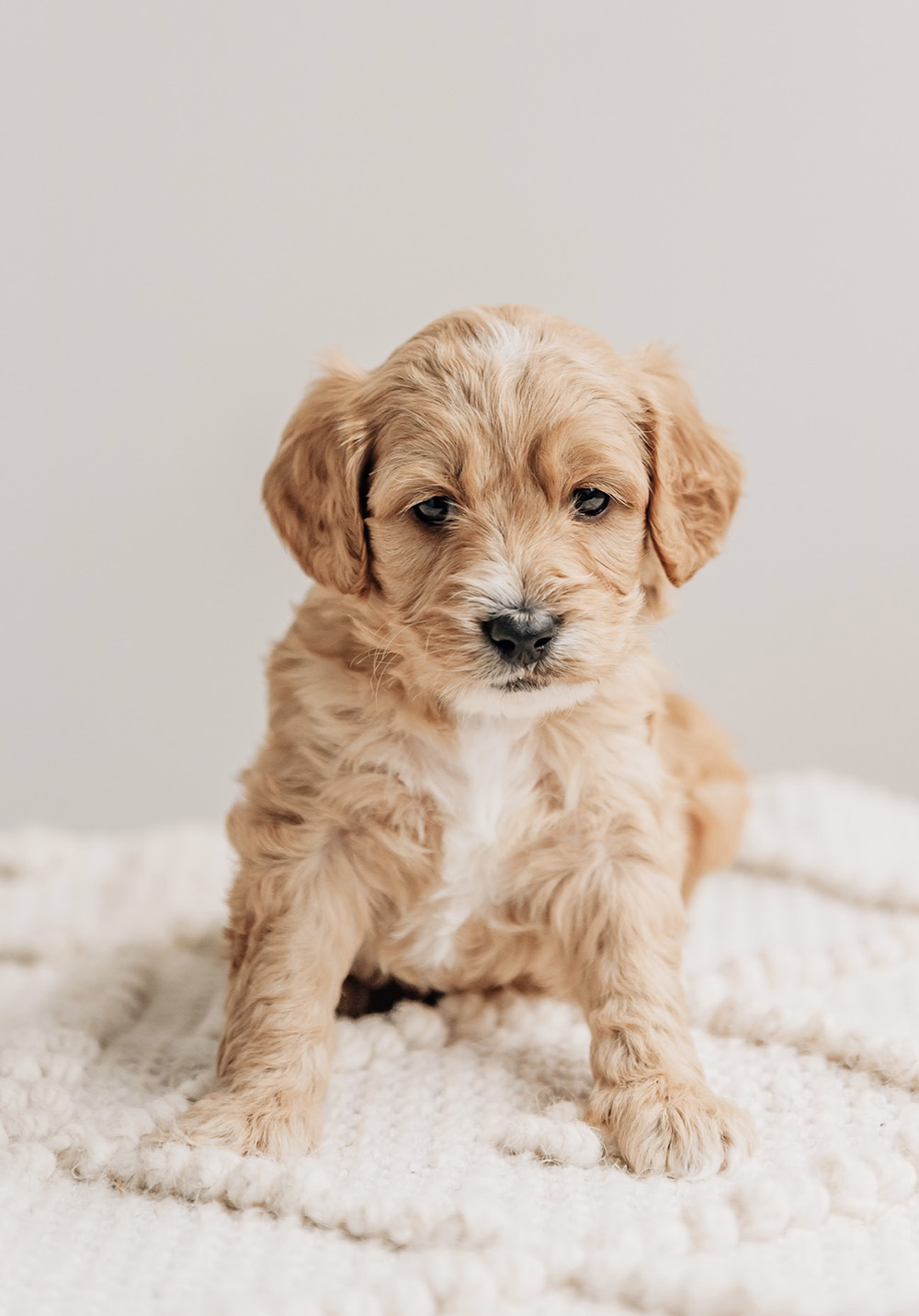 Archie update mGD 7152025 Archie mGD 050825 Trudy n Milo red wavy