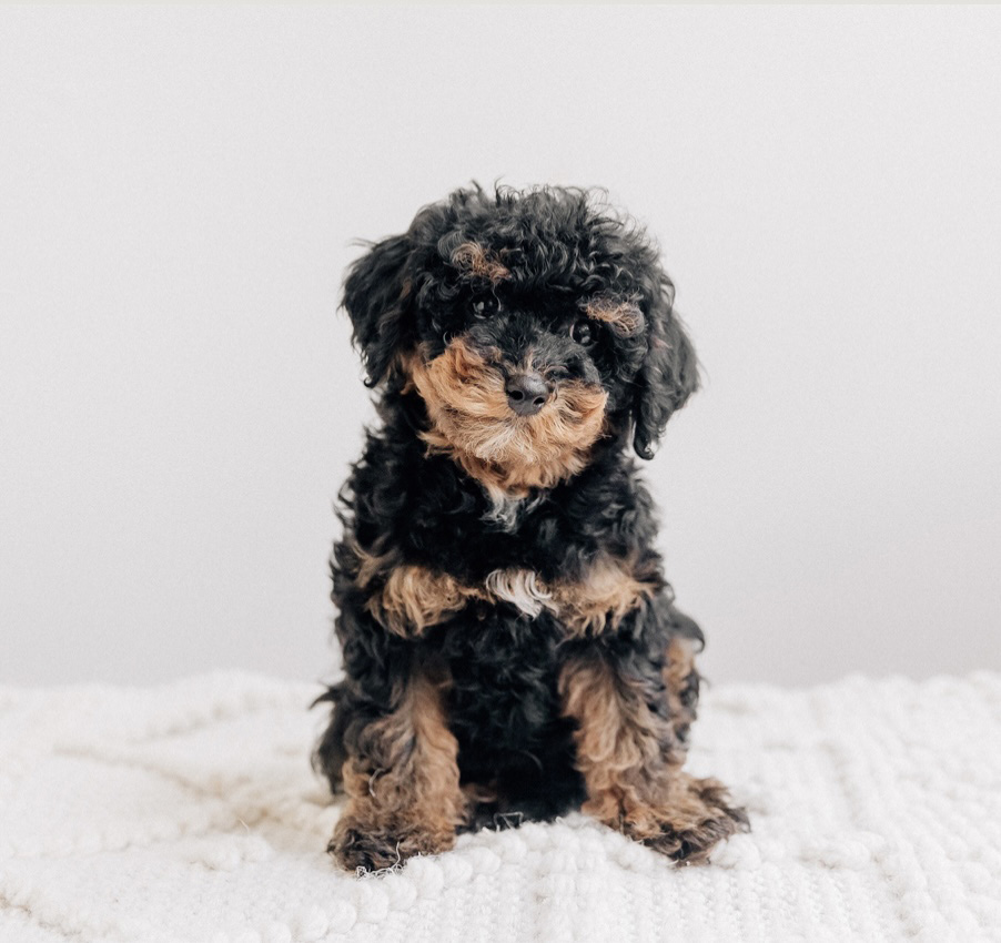 Arthur Cavapoo 071625